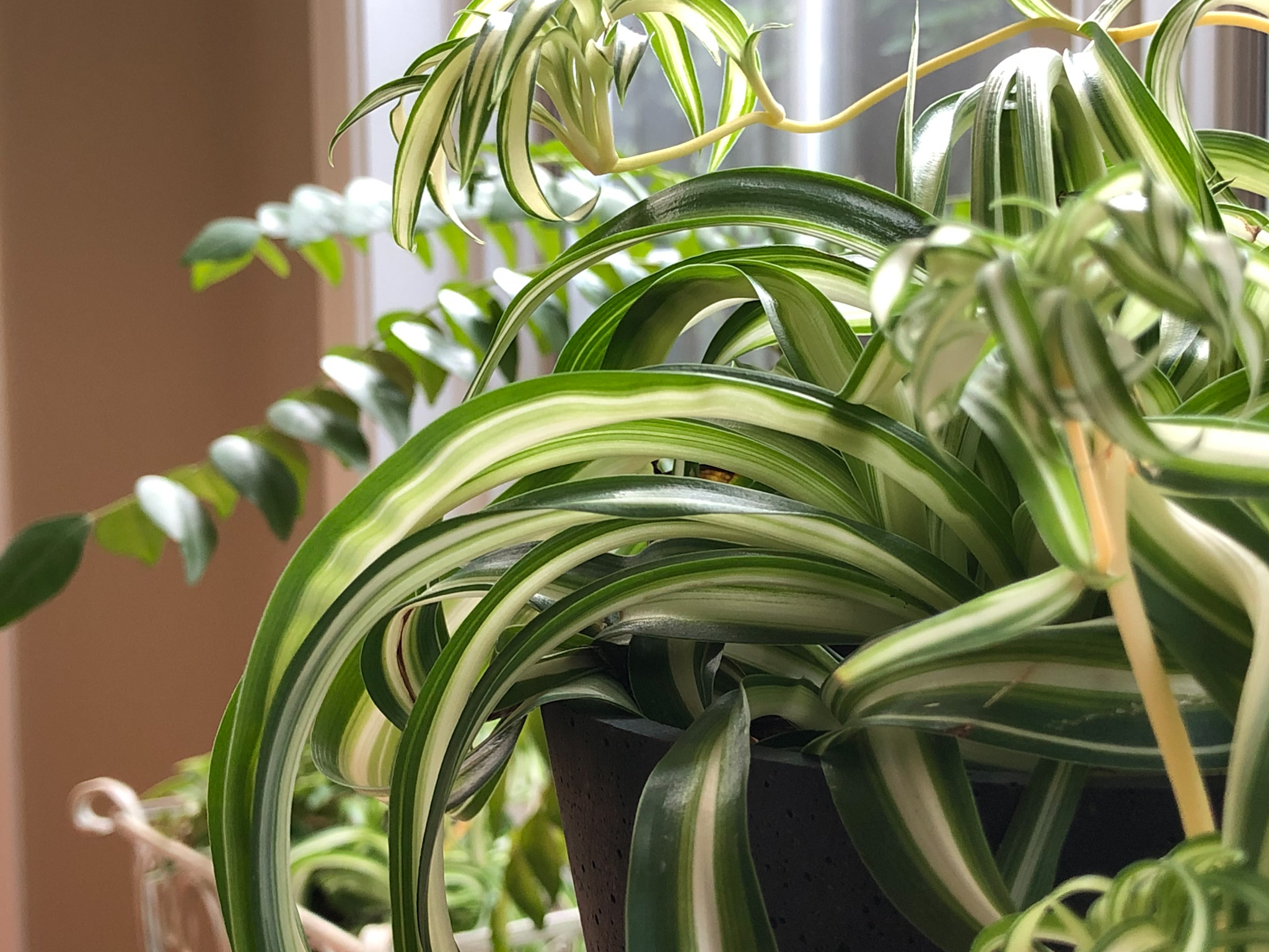 Photo from Friday, June 4th 2021